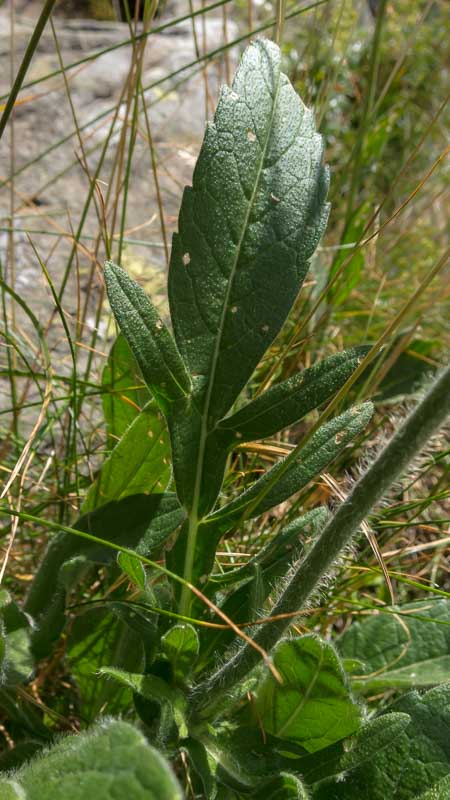 Knautia arvensis / Knautia comune